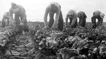 Today in labor history: 1934 Filipino lettuce cutters strike