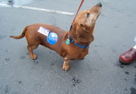 People and dogs for Obama at this parade