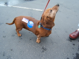 People and dogs for Obama at this parade