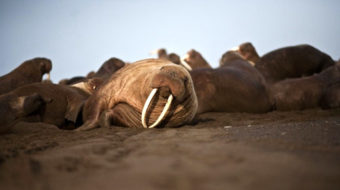 Occupy Alaska: Thousands of walrus stranded