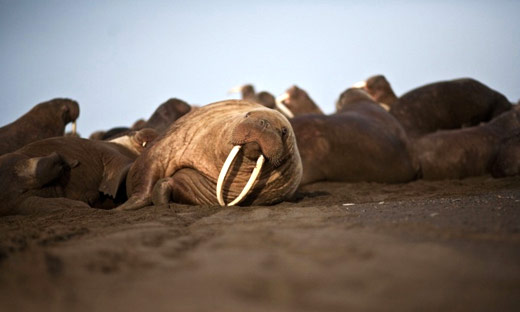 Occupy Alaska: Thousands of walrus stranded