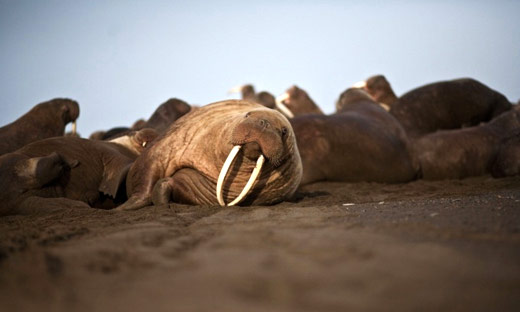 Occupy Alaska Thousands Of Walrus Stranded