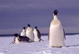 Penguins & melting ice: Arctic, Antarctic actors & barometers of globes future