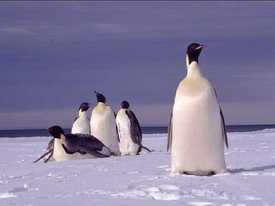 Penguins & melting ice: Arctic, Antarctic actors & barometers of globes future