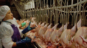 Arkansas poultry workers see wages plucked