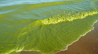 Toxic algae blooming in warm water from California to Alaska