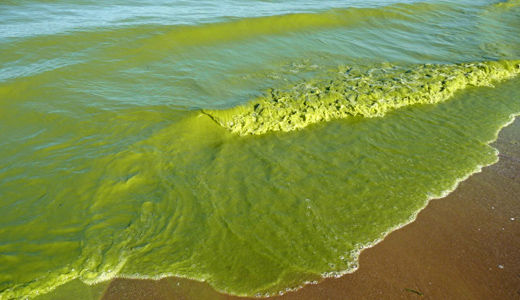 Toxic algae blooming in warm water from California to Alaska