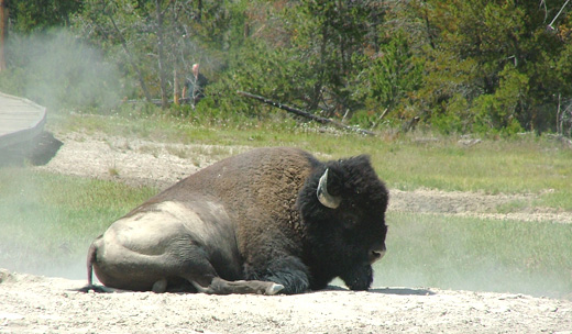 Bison slaughter brings stampede of outrage