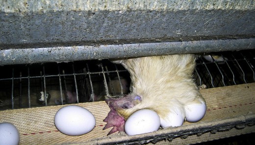 Factory farms produce more than eggs