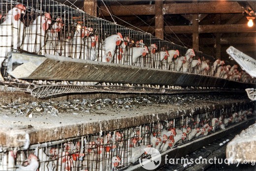 Factory farms exposed in recall of half billion eggs