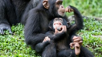 Ape personhood is step in right direction