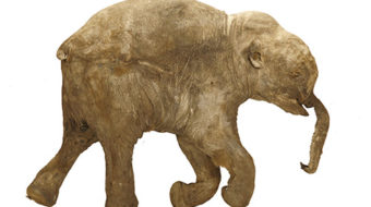Extinct baby mammoth to make first U.S. visit