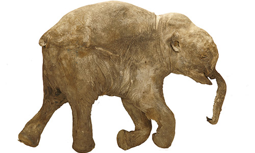 Extinct baby mammoth to make first U.S. visit