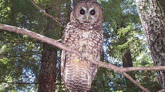 Killing owls to save them: What would Darwin say?