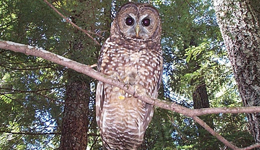 Killing owls to save them: What would Darwin say?