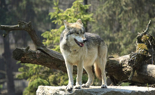 Minnesota wolves hounded as hunting licenses increase