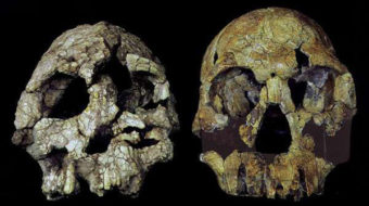 The importance of being Ardi: An emerging picture of human origins