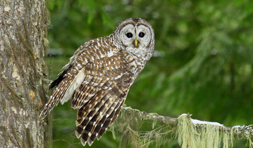 Reader’s voice: Stop killing owls!