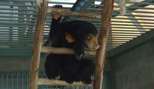 Bear sanctuary saved from eviction