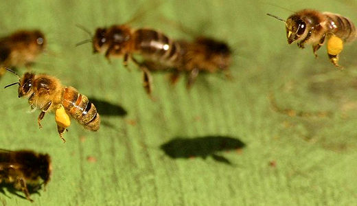 Have cell phones made bees buzz off?