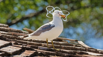 Trashing the oceans: More plastic than fish by 2050