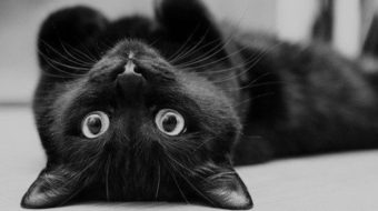 Black Cat Appreciation Day: the perfect time to adopt