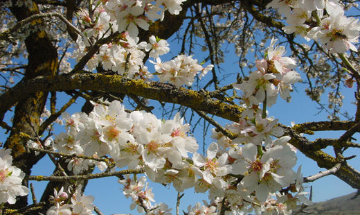 The Jewish New Year for trees comes on Feb. 3 this year