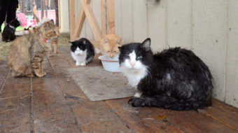 Cat rescuers hold Caboodle Ranch owner accountable (with video)