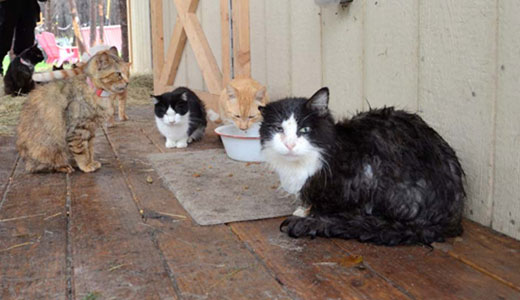 Cat rescuers hold Caboodle Ranch owner accountable (with video)