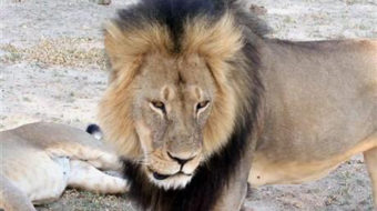 Zimbabwe: Minnesota dentist faces charge of lion poaching