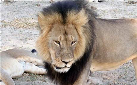 Zimbabwe: Minnesota dentist faces charge of lion poaching