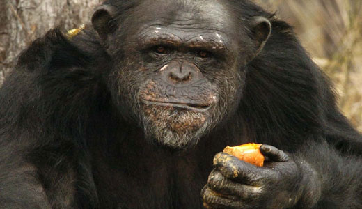 All but 50 U.S. research chimps to be retired