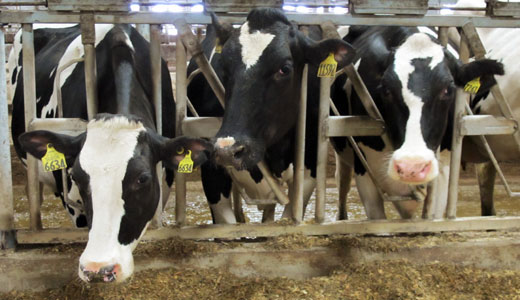 Dairy factory linked to animal torture