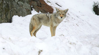 Coyotes in the city: lessons for 2011