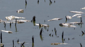 Thousands of fish dead as Midwest waters heat up