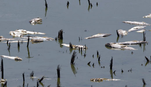 Thousands of fish dead as Midwest waters heat up