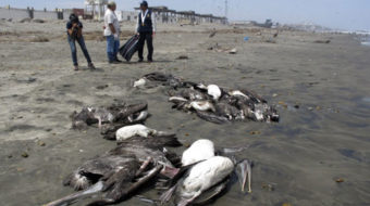 Mass bird, dolphin deaths in Peru