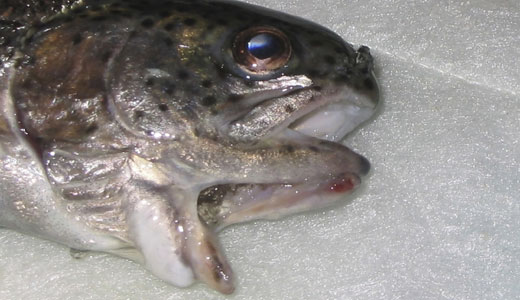 Mutated fish highlight the danger of selenium