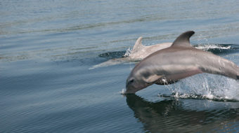 Blood Dolphins shines light on dolphin’s plight
