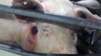 Bayer’s ill-gotten factory farming profits
