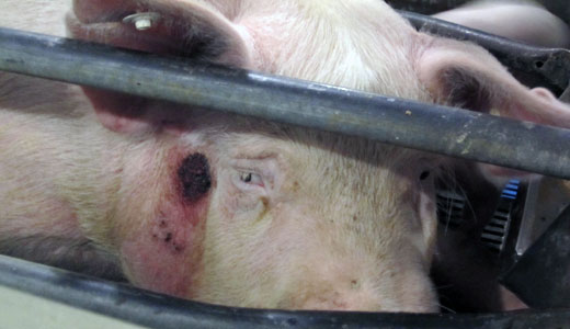 Bayer’s ill-gotten factory farming profits