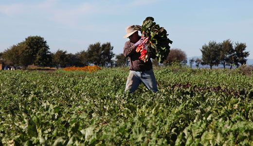 Union and growers split on immigration plan