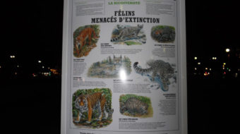 From COP 21 to you: seeing green in Paris