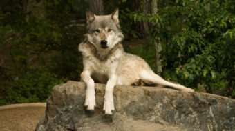 Gray wolf gets endangered species protection in California