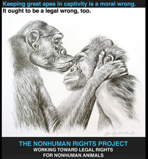 Judge recognizes personhood of chimpanzee plaintiff