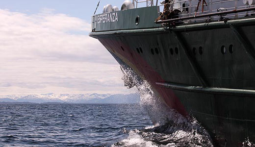 Sensitive corals found at Shell’s Arctic drilling site