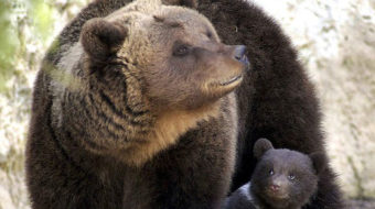 Canada expands outrageous grizzly trophy hunt