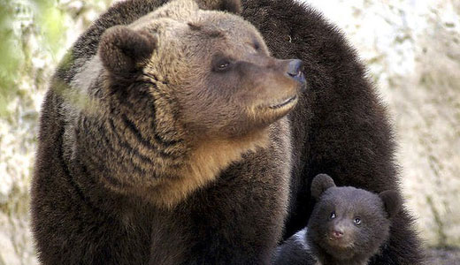 Canada expands outrageous grizzly trophy hunt