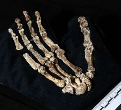 Exciting hominid fossil find in South Africa