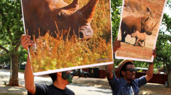 Rare rhino death as poaching worsens